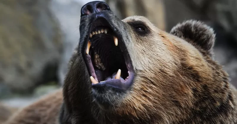 В Грузии жертвой браконьеров стал занесенный в Красную книгу бурый медведь