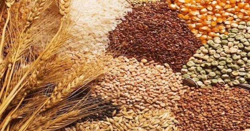 Gələn il üçün 200 min tondan çox toxumluq taxıl tədarük edilib