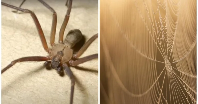 В США семья пять лет жила с двумя тысячами ядовитых пауков