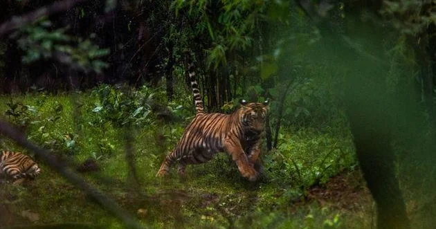 Tokayev Putinlə razılaşdı, 4 pələng veriləcək