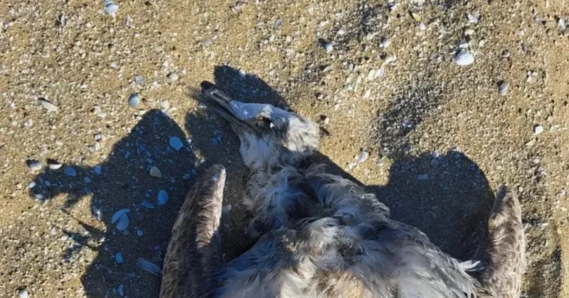 Гибнут не только тюлени: На берегу Каспия обнаружили тушки мертвых птиц