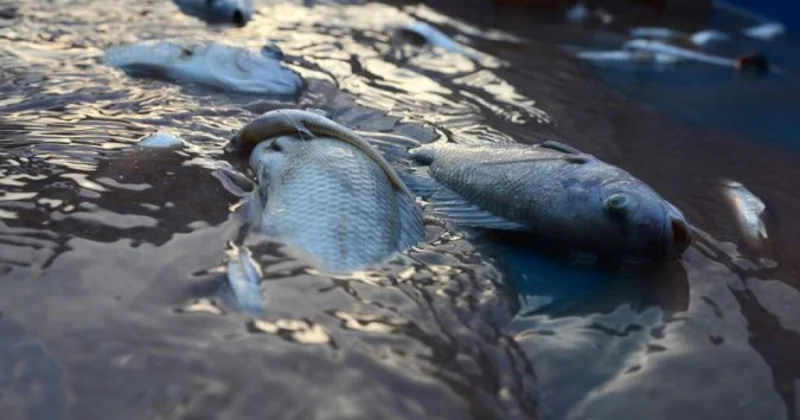 Массовая гибель рыбы в Маштаге