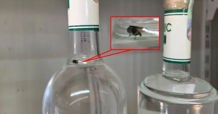 Organic Vodka nın içindən milçək çıxdı