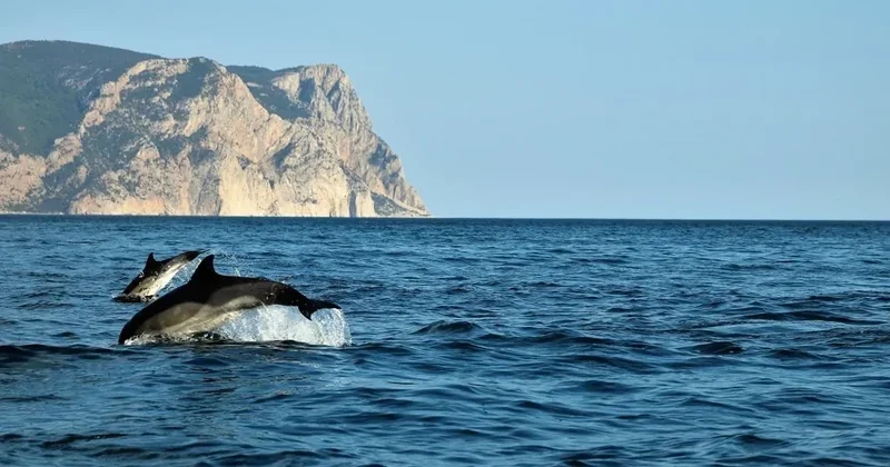 Черное море умирает медленно и красиво ФОТО