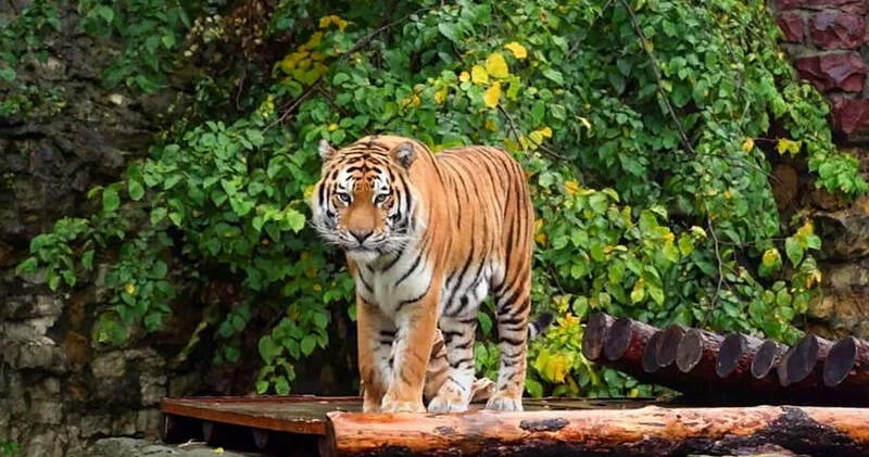 Rusiya Qazaxıstana dörd Amur pələngi bağışlayacaq