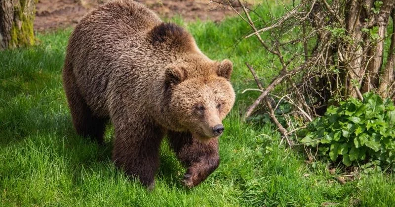 Hava limanına ayı girdi, uçuşlar dayandırıldı