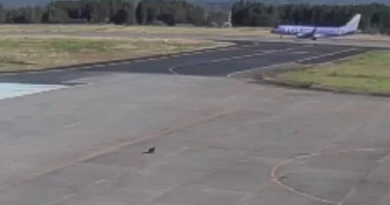 В Японии медведь выбежал на взлетную полосу ВИДЕО