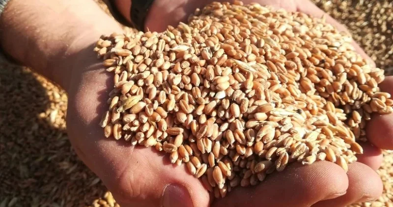 Rusiya: Ermənistan Ukrayna taxılının xeyrinə bizim məhsuldan imtina etmək istəyir