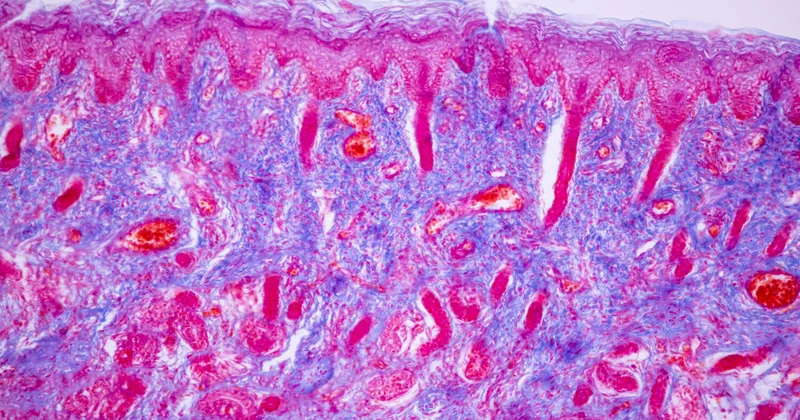 Впервые разгадана 80 летняя биологическая загадка роста организмов