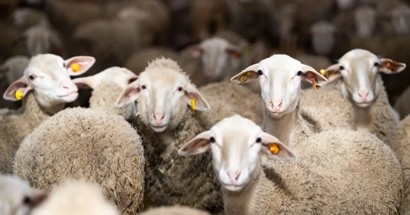 Quzu əti 32 manata qalxdı: SƏBƏB NƏDİR?