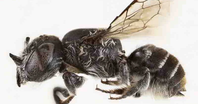 Avstraliyada buynuzlu arı tapılıb