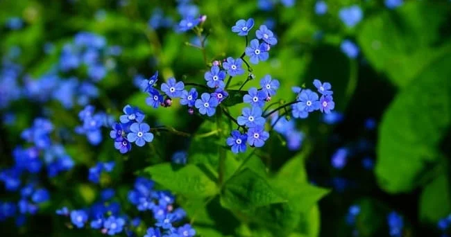 “Unutma məni” çiçəyi... Adı kiminsə dilindən çıxmış kövrək bir xahiş, ya da bir filmdən səhnə kimi səslənir