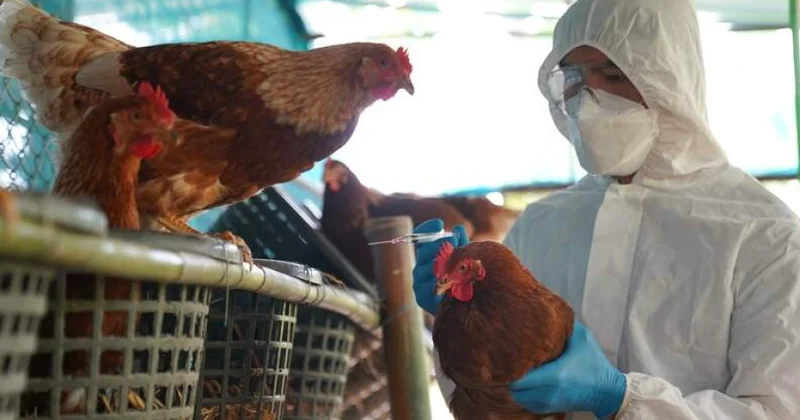 Avropa ölkələrində quş qripi xəstəliyi sürətlə yayılır