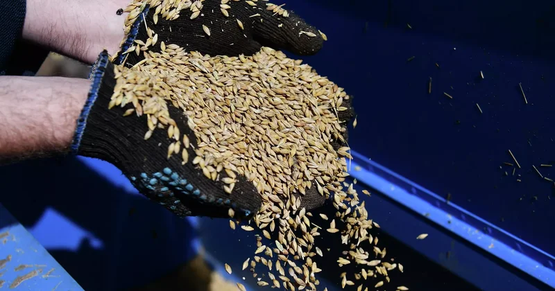 Ermənistan Rusiyadan asılılığı azaltmaq üçün Ukraynadan taxıl almaq istəyir