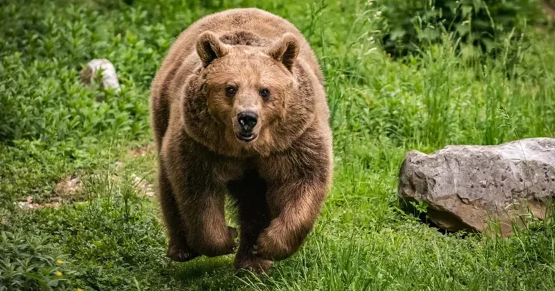 Ayıların iştirak etdiyi yol qəzaları: Sayı rekord səviyyəyə çatdı