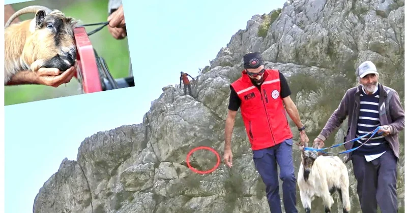 Üç keçini canavarlar yedi: Biri isə 35 metrlik uçurumdan xilas edildi