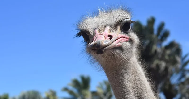 В Канаде произошел скандал из за решения уничтожить страусов