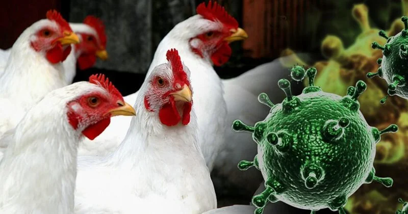 Avropada quş qripi yayıldı: Ölkəmizdə vəziyyət nə yerdədir?