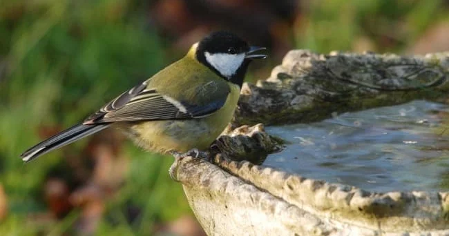 Gildən hazırlanmış çən, küp, səhəng, küzə, bardaq, sürahi, dolça... Suyu qorumaq tarixi ənənədir Video