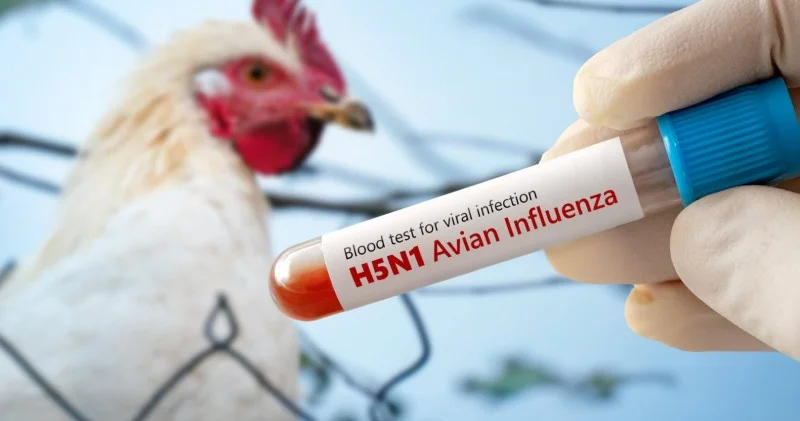 Quş qripinə qarşı epizootoloji monitorinq keçiriləcək