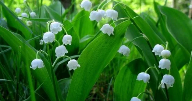 Çətin zamanları xatırlayan bitkilər kəşf edilib