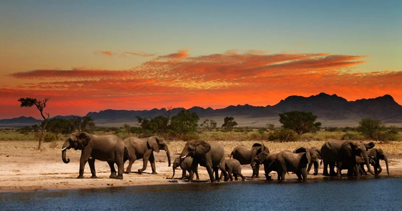 Afrikada niyə bu qədər böyük heyvan yaşayır? Alimlərin izahı