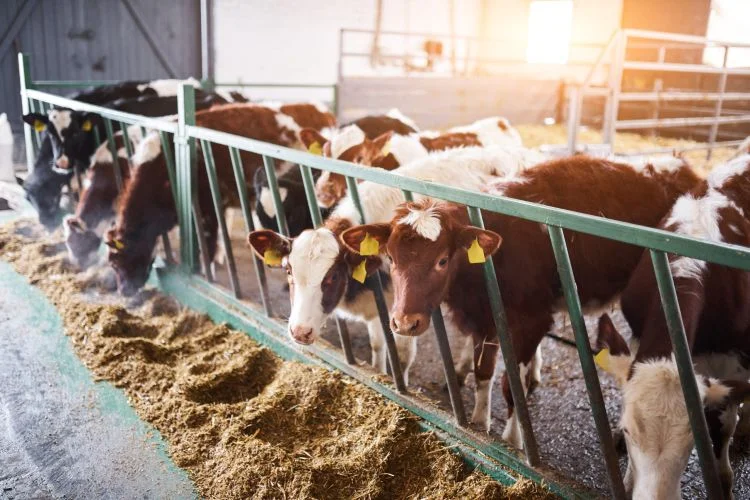 Böyük baş heyvanlarda antibiotiklərin istifadəsi zərərlidir