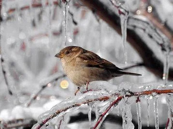 Temperatur 510 dərəcə aşağı enəcək Hava şəraiti ilə bağlı XƏBƏRDARLIQ