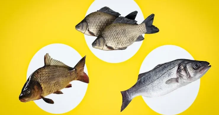 Balığın təzə olub olmadığını belə yoxlayın