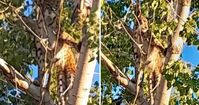 Nadir heyvan görüntüləndi: Öldürməyin cəzası 45 milyondur VİDEO