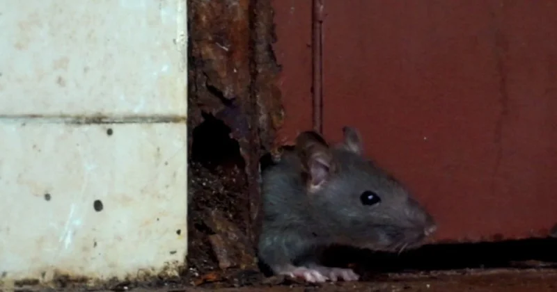 Bakıda bu binaya siçovullar daraşıb Video