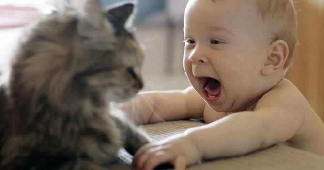 Azərbaycanda təsirli hadisə Pişik uşağı ölümdən xilas etdi