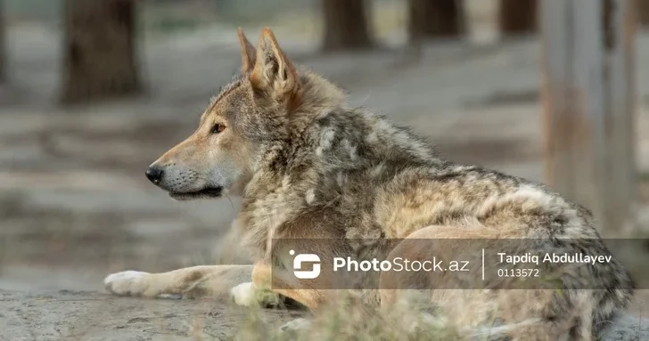 Нападение волков на уджарское село: шесть овец растерзаны среди бела дня