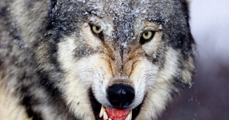 Ucarda canavarlar kəndə hücum edib