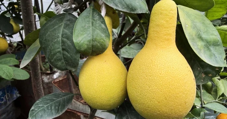 Грушевидный лимон: африканская экзотика на азербайджанской земле