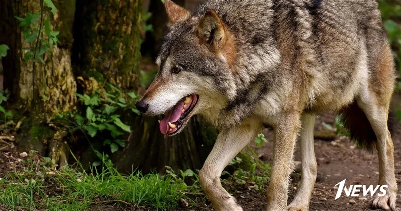 В Уджаре волки напали на село