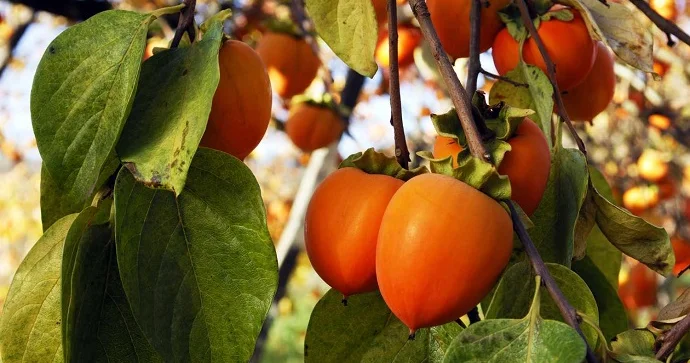 Azərbaycana xurma ixracından daxil olan valyuta 26% dən çox artıb