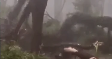 Шквалистый ветер ломает деревья в Бразилии ВИДЕО