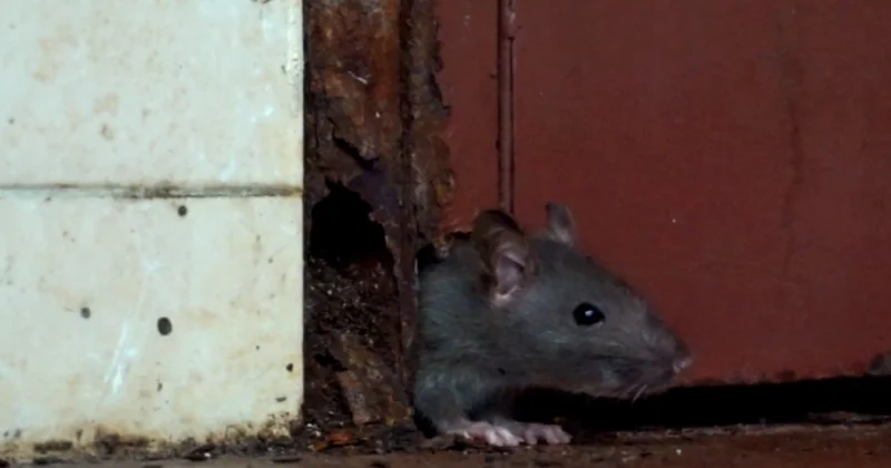 Bakıda siçovullar yasayış binasına girir, maşınlara zərər vurur VİDEO