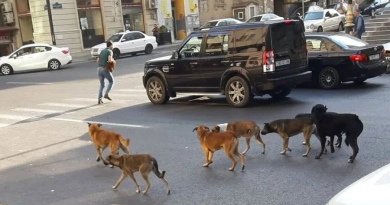 Bakının küçələri it pişiklə doludur: Gürcüstan nümunəsi nə deyir?