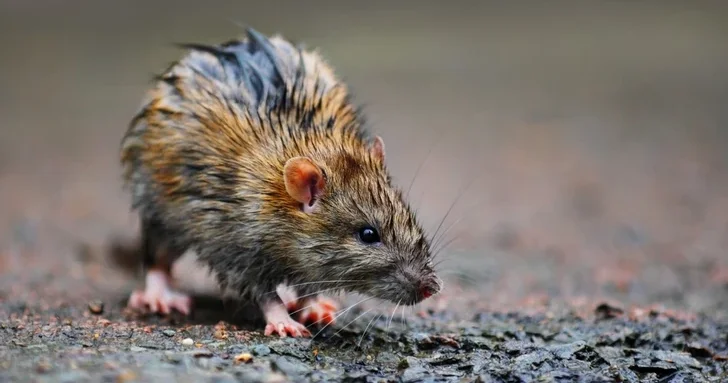 Нашествие крыс и аварийная канализация: жители бакинской многоэтажки бьют тревогу