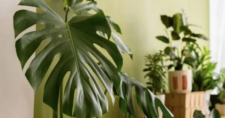 Kişiləri evdən uzaqlaşdıran bitkilər: Onlar yataq otağına qoyulmamalıdır