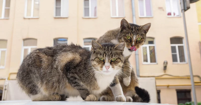 У кошек обнаружили неожиданную визитную карточку