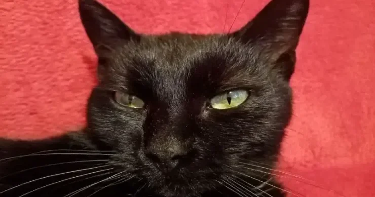 İnanılmazdır, amma faktdır: qara pişikləri hansı xalq uğurun simvolu hesab edir?