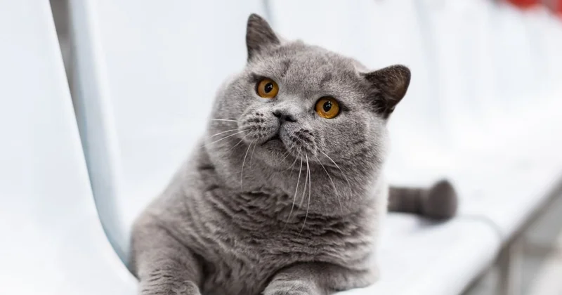 Belarusdan olan pişik dünyanın ən gözəl üç pişiyindən biri seçilib...