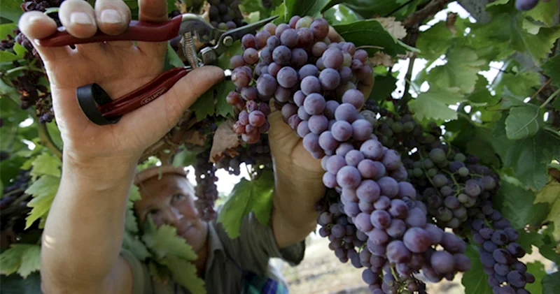 Azərbaycanda üzüm yığımının 75% i 10 rayonun payına düşüb Siyahı