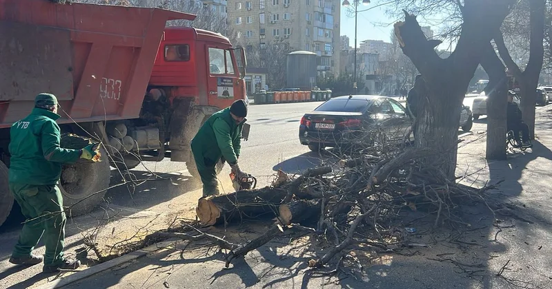 Küləkli havalarda təhlükəsizlik Qurumuş və əyilmiş ağaclar öncədən KƏSİLİR?