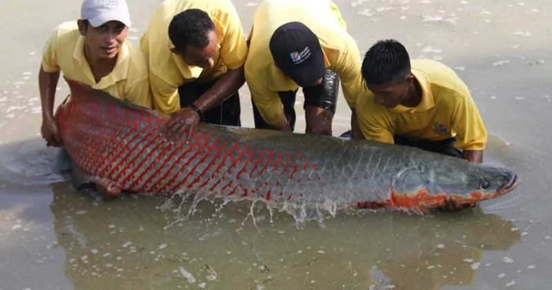 Ekosistem üçün təhlükəli balıq tutublar