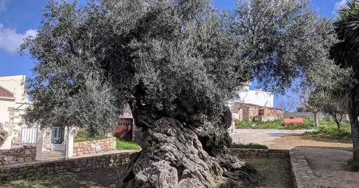 Dünyanın ən qədim ağacı 4000 yaşı var