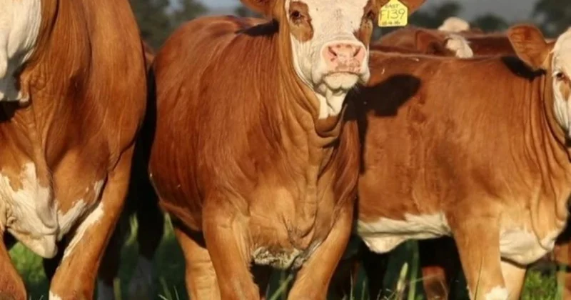 Azərbaycanda tələf oldu kimi göstərilən 38 baş damazlıq heyvanla bağlı fakt təsdiqlənməyib